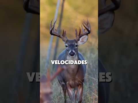 Top 3 Animales Rápidos #lobo #ciervo #antilope #animales #curiosidades #sabiasque #shorts