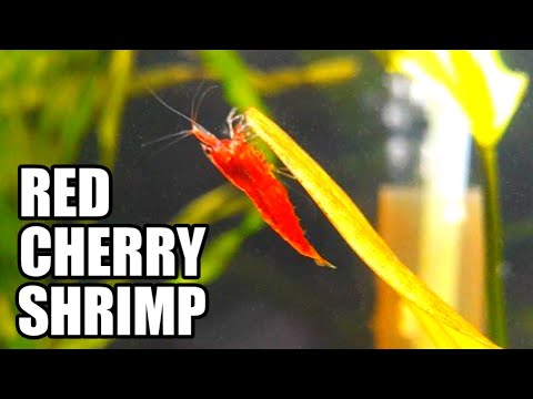 Why you should have this in your fishtank? Red cherry shrimp is a really nice addition to every fishtank. Red cherry shrimp works well with gup