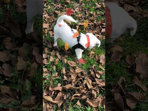 "Adorable Puppy Playing in Autumn Leaves 🍁 | Cutest Fall Dog Video Ever!"