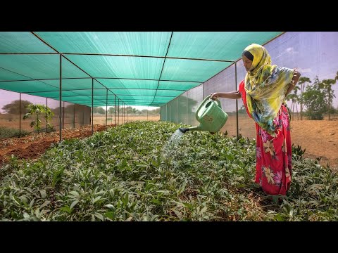 Cisco and Mercy Corps' Climate Adaptation & Resilience Partnership