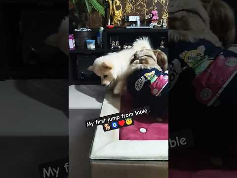 my first jump from table#dog #puppy #cute #pets #ytshorts #trending