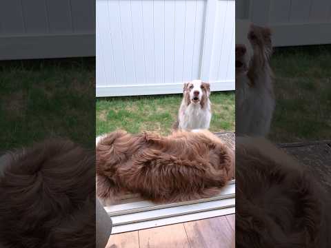 お家に入りたいのにお姉ちゃん居て通れなくて困ってる弟犬🥺【ボーダーコリー・オーストラリアンシェパード】