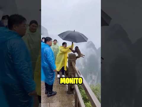 AYÚDENME A BAJAR DE AQUÍ #parody