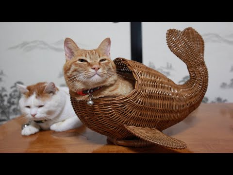2025年8月17日 うずまき猫ライブ配信の詳細と注目ポイント サムネイル