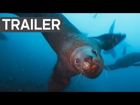 Blue Planet II Official Trailer 2 | BBC Earth - UCwmZiChSryoWQCZMIQezgTg