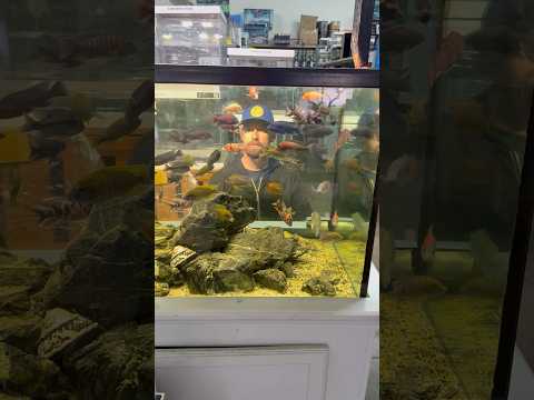 Beautiful African Cichlid Display Tank! Take a tour with me through CK Fish World in West Covina, CA, just outside Los Angeles — a shop th