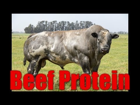 Beef Protein Isolate - UCNfwT9xv00lNZ7P6J6YhjrQ