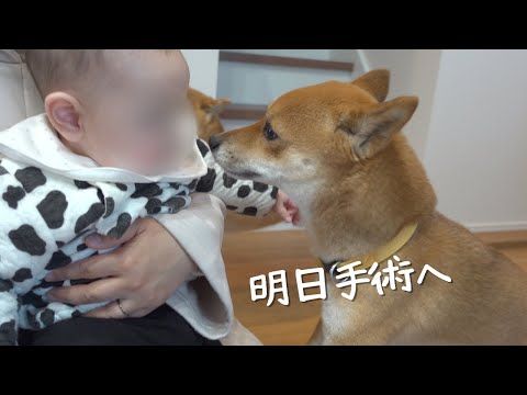 柴犬、明日手術なので大好きな人の元へ。