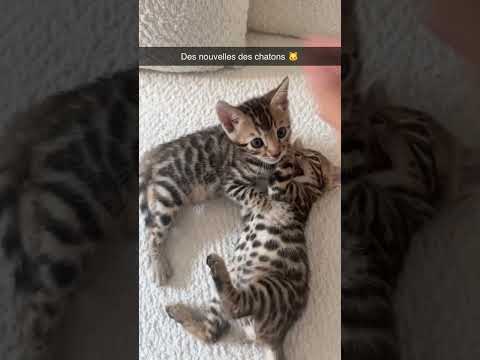 Des nouvelles des chatons !