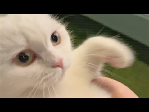 深夜に脱走した猫…秒で捕獲されました！笑