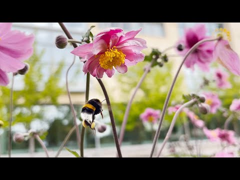 Bumblebees pollinate with a bite