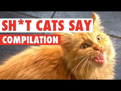 Sh*t Cats Say Video Compilation 2016 - UCPIvT-zcQl2H0vabdXJGcpg