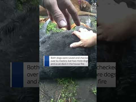 Firefighters rescued and gave CPR to two unresponsive dogs who were trapped in burning Florida house