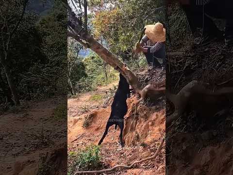 10 Animals Rescued by Humans 🥹#funny #unfrez #thejahidvai #viralshort