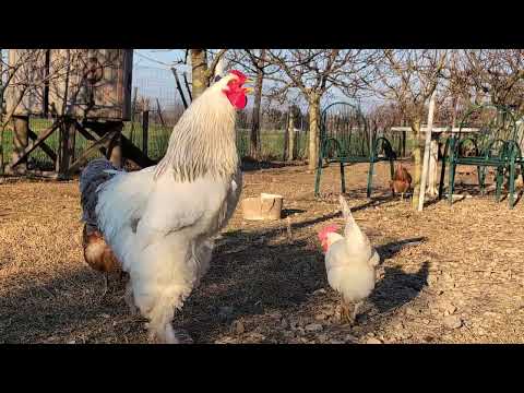 Different Breeds of Roosters Crowing in the Morning