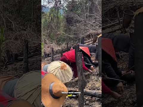 bertani di lahan terbuka #shorts #budidayatanaman #farming #farmer #garden #padi #fypシ #lahan #hutan