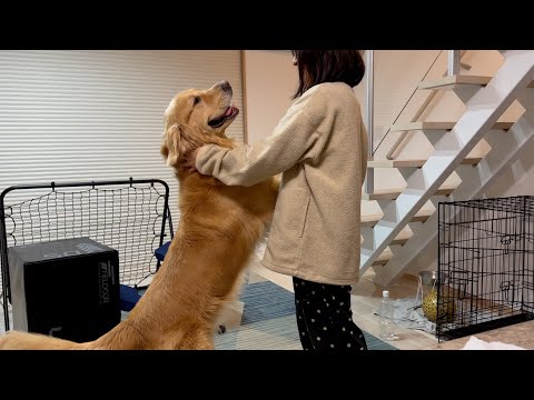 ママの誕生日を、愛情たっぷりにお祝いしてくれる愛犬【ゴールデンレトリバー】