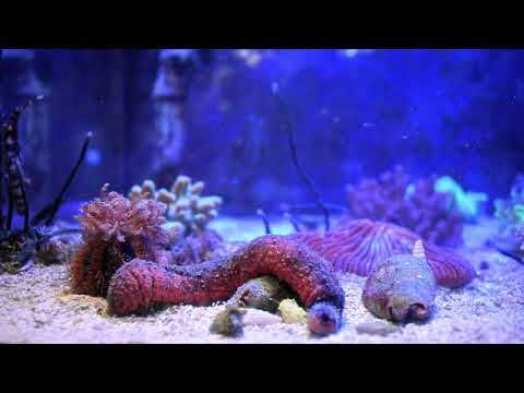 Clean Up Crew Time-lapse You can, almost, never have too much clean up crew in an established saltwater aquarium, here are ju