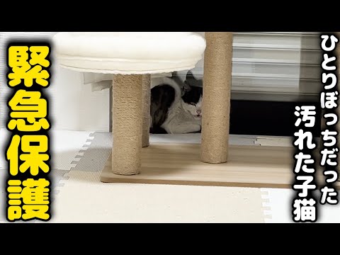 【緊急保護】雨の日に別の野良猫に追われていた子猫を保護しました。