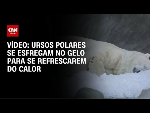 ​Ursos polares se esfregam no gelo para se refrescarem do calor em Praga | CNN BRASIL