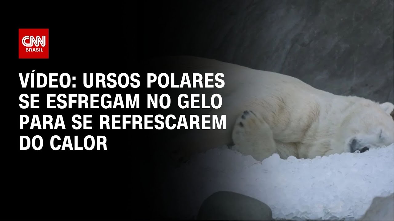 Ursos polares se esfregam no gelo para se refrescarem do calor em Praga | CNN BRASIL