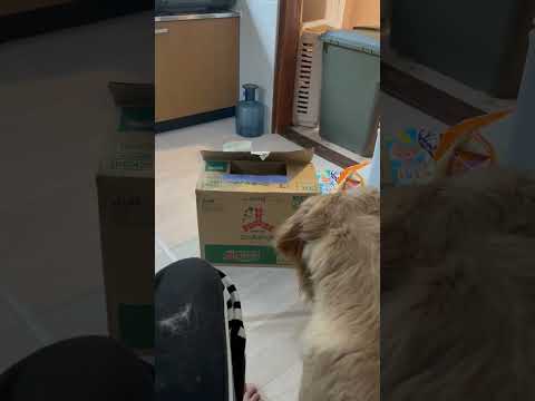 びっくり箱ならぬびっくり猫🐱　#ねこのいる生活 #エキゾチックショートヘアー #ねこ動画 #こねこ