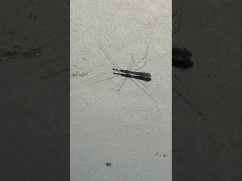 A little Thread Bug (Empicoris rubromaculatus) walking along a wall