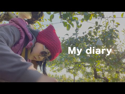 お手伝い日記2025年10月【日本エレキテル連合】【感電パラレル】【農園】【ルレクチェ】【長野県】【松川町】【マルス松尾農園】