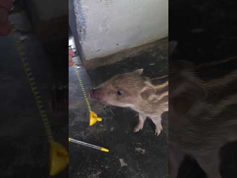 Baby hog Core 🐗🌎 #babyhog #wildlife #animals