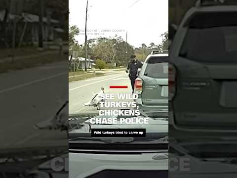 Thanksgiving revenge: Wild turkeys, chickens chase cop