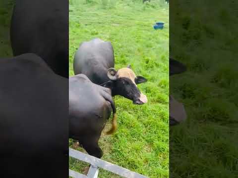 Maa da pyaar sab ton vadda Chahe insaan hove ja janwar 🐃❤️👶 #Mama #MooseWala