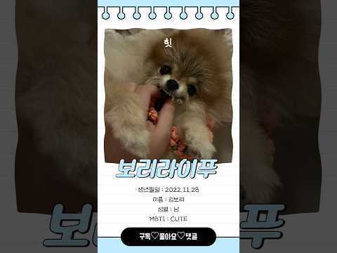 재밌는 장난감 발견!! #강아지 #pomeranian