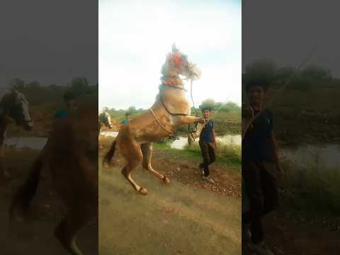 🔥 Red Horse Ka Zabardast Dance 💃 | Unbelievable Moves | Viral Video 2025 | Must Watch 😱#shorts