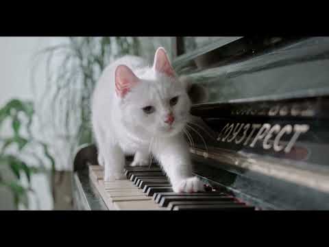 🎹🐾 Un Chaton Trop Mignon Découvre le Piano ! 😻✨ | Funny Cat Video