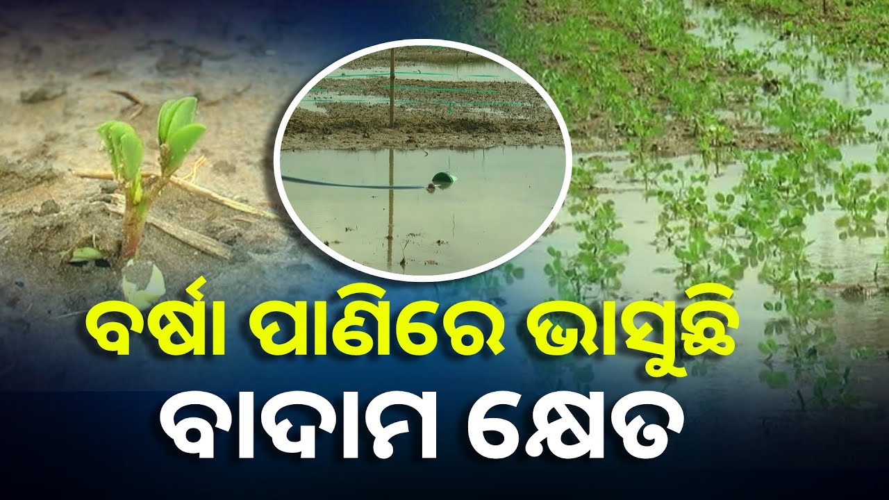ବାଦାମ ଚାଷ କରି ଏବେ ମୁଣ୍ଡରେ ହାତ ଦେଇ ବସିଛନ୍ତି ଚାଷୀ || Knews Odisha