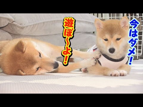 子犬のような成犬と成犬のような子犬の行動に、クスッと笑っちゃいます。