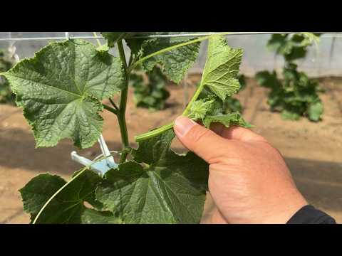 【きゅうり栽培】芽かきのやり方・親ヅルが折れた時の対処法 26/5/29