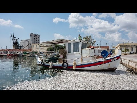 Βόλος: Τόνοι νεκρών ψαριών στη θάλασσα- Οργή από τους τοπικούς φορείς