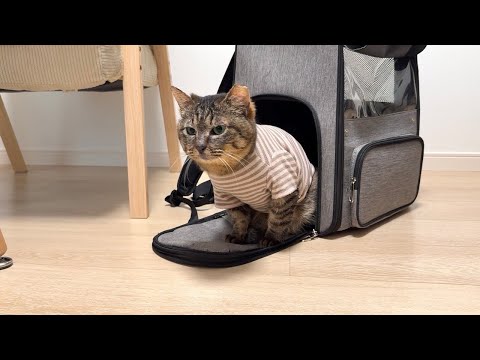 虐められて怪我してた保護猫を新しい家族の元に連れて行ったら反応が可愛すぎましたwww
