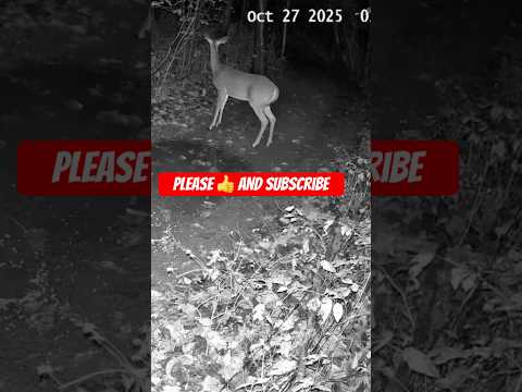 BUCK SNEAKS UP ON DOE Until Flash Spooks Them Both! 😱 | Funny Deer Caught on Trail Camera #shorts