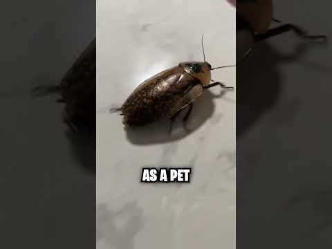 Cockroach In Microwave!? 😱