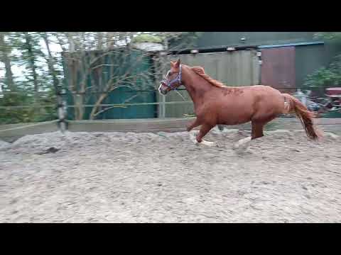 Jack en Mag hadden er mega zin in😆#horses #horse 