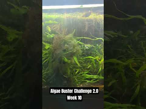 Algae Buster Challenge 2.0 Week 10 