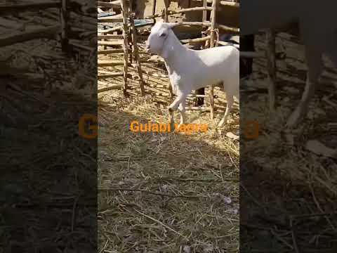 gulabi tapra #bakraeid #goat 🐐