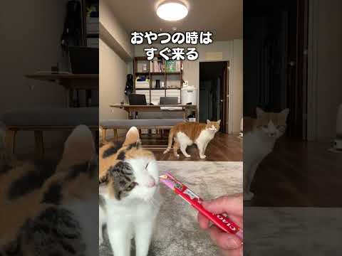 猫の動画サムネイル - 「飼い主がメンヘラだと思う事３選」猫あるあるソング