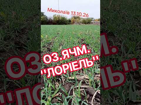 ох.ячм .''Лоріель''