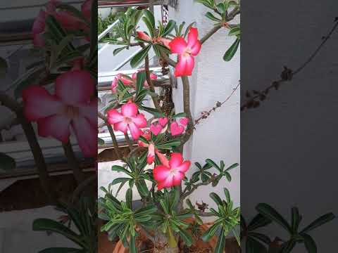 🙏🕉️Happy Diwali 🪔