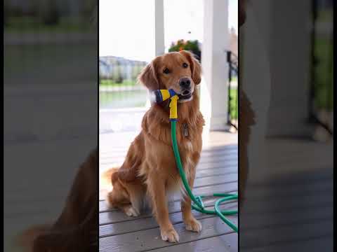 Never open the door for strangers #birdtrend #jeevansakshi #youtubeshorts #fypシ