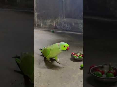 very angry 😡 parrot🦜#petbird #funny #talkingparot #shortvideo#angryparrot #reels #comedy#viralshort