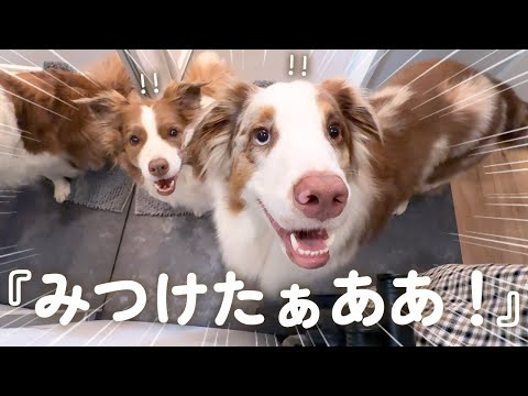 かくれんぼで飼い主をみつけたら尻尾ぶんぶんで大喜びする犬達が可愛いすぎるw😂【ボーダーコリー・オーストラリアンシェパード】